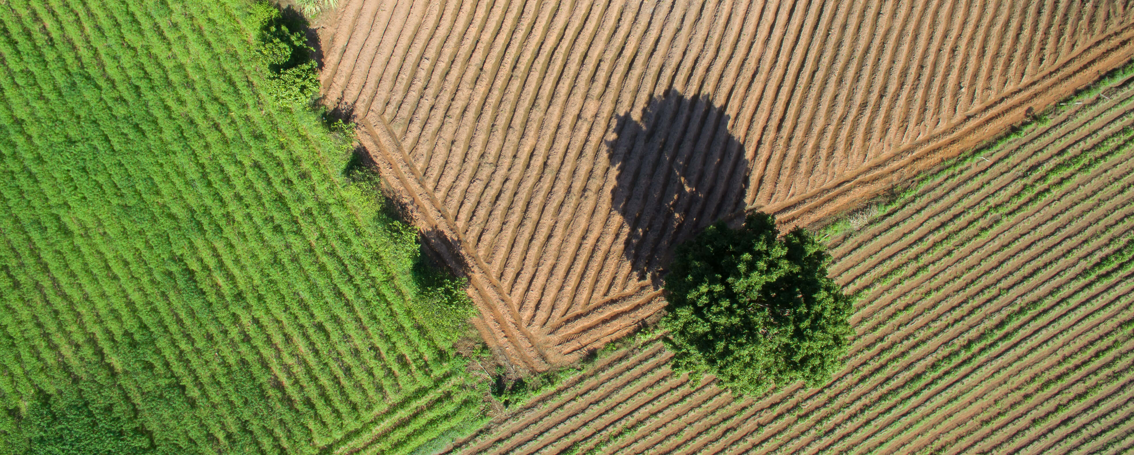 Farmland Aerial